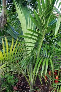 post-6412-0-47640700-1360561880_thumb.jp