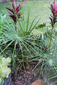 post-6412-0-48452500-1360561919_thumb.jp