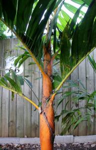 post-6412-0-50581000-1360563342_thumb.jp