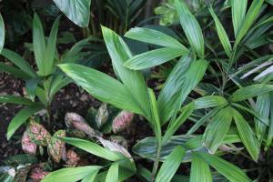 post-6412-0-53380400-1360563604_thumb.jp