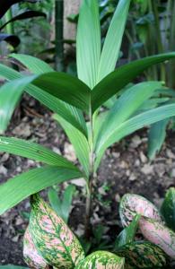 post-6412-0-57862600-1360563442_thumb.jp