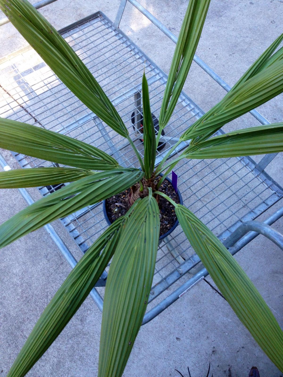 Butia with a difference
