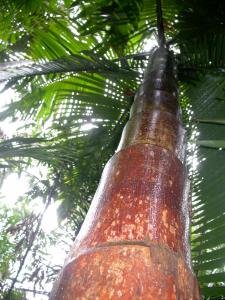 post-6412-0-94977400-1359957681_thumb.jp