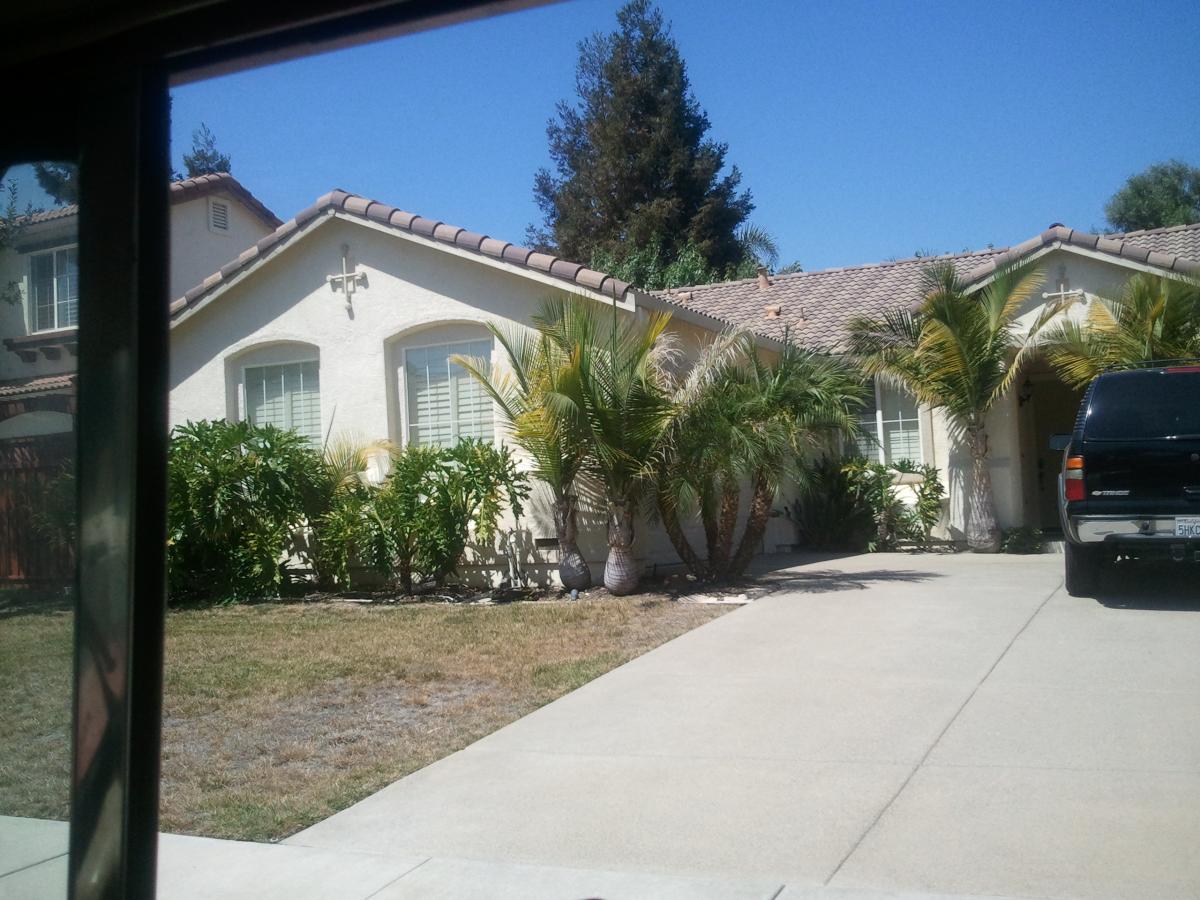 Bottle Palms in Northern California