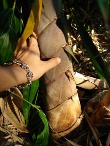 post-651-025395900 1313547479_thumb.jpg