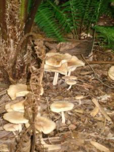 post-651-027782200 1313544456_thumb.jpg