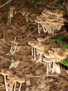 post-651-088696700 1313544498_thumb.jpg