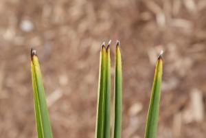 post-6650-014129100 1335546304_thumb.jpg