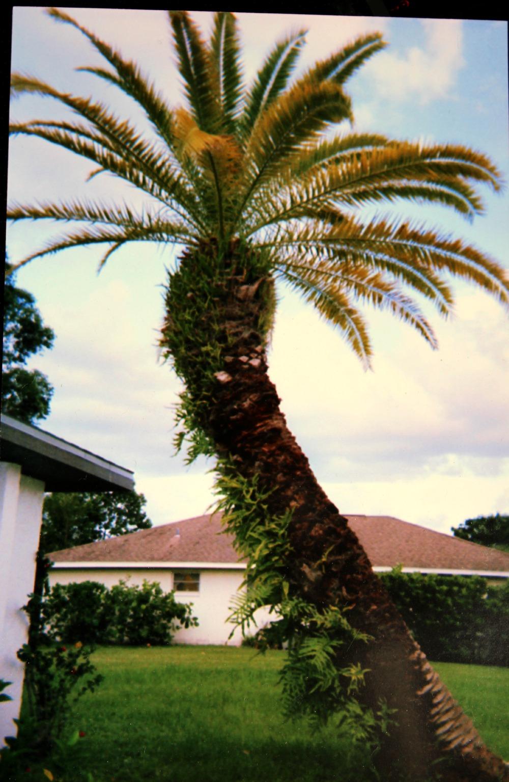 Selling speciman palms in Florida...Who to call?