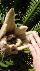 post-6684-0-34291500-1423134466_thumb.jp