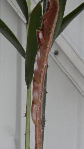 post-6684-0-39559300-1361912401_thumb.jp