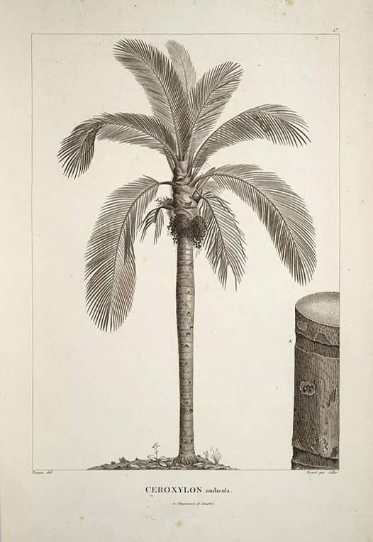 Ceroxylon andicola DISCUSSING PALM TREES WORLDWIDE PalmTalk