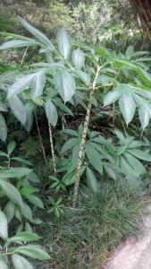 post-6724-0-52411800-1410837509_thumb.jp