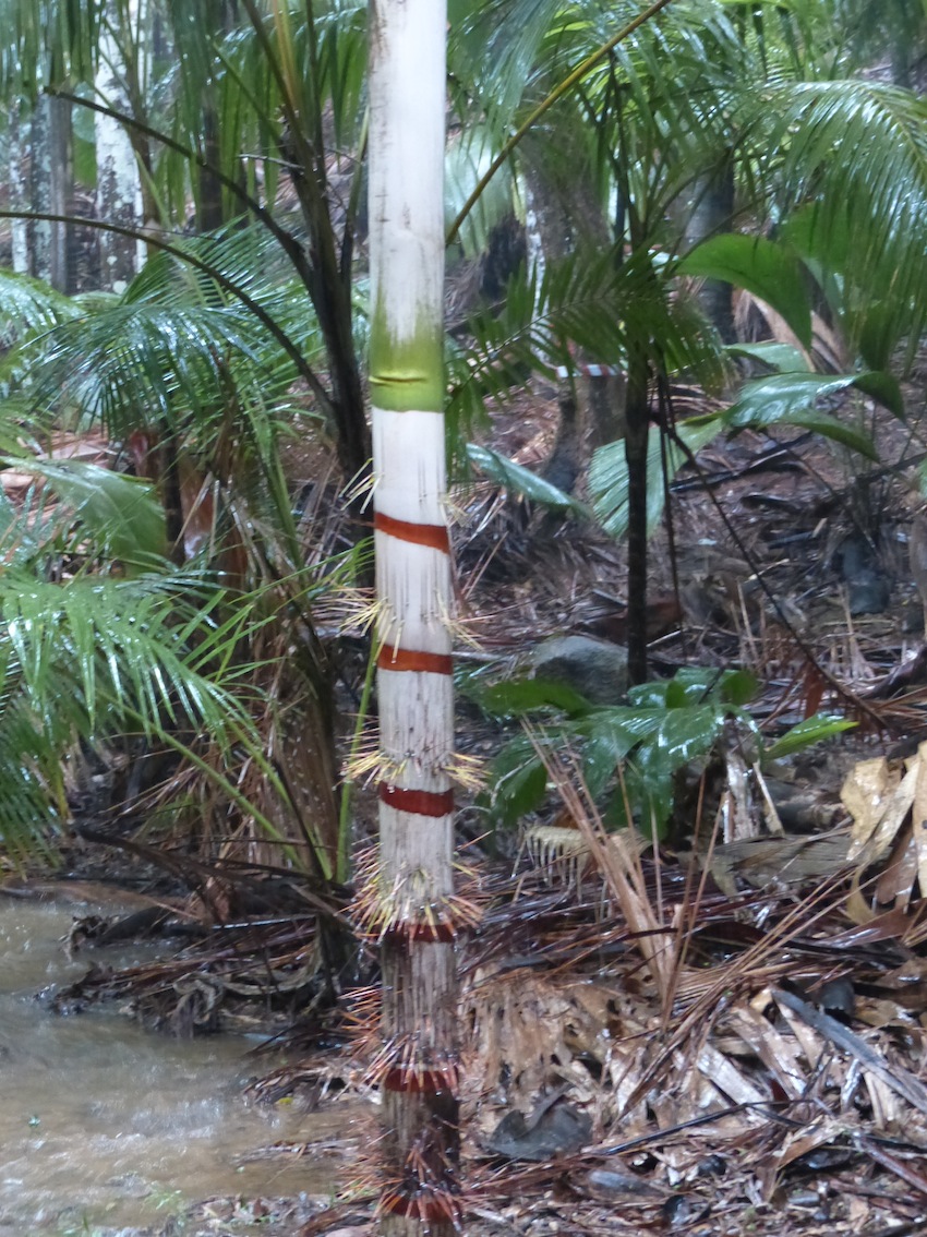 Deckenia nobilis in habitat
