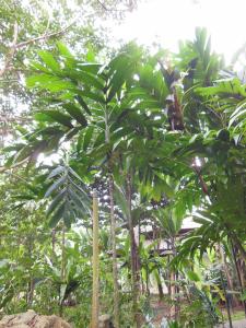 post-6735-0-07065900-1400517275_thumb.jp