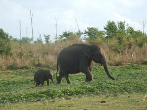 post-6735-0-12249300-1370030459_thumb.jp