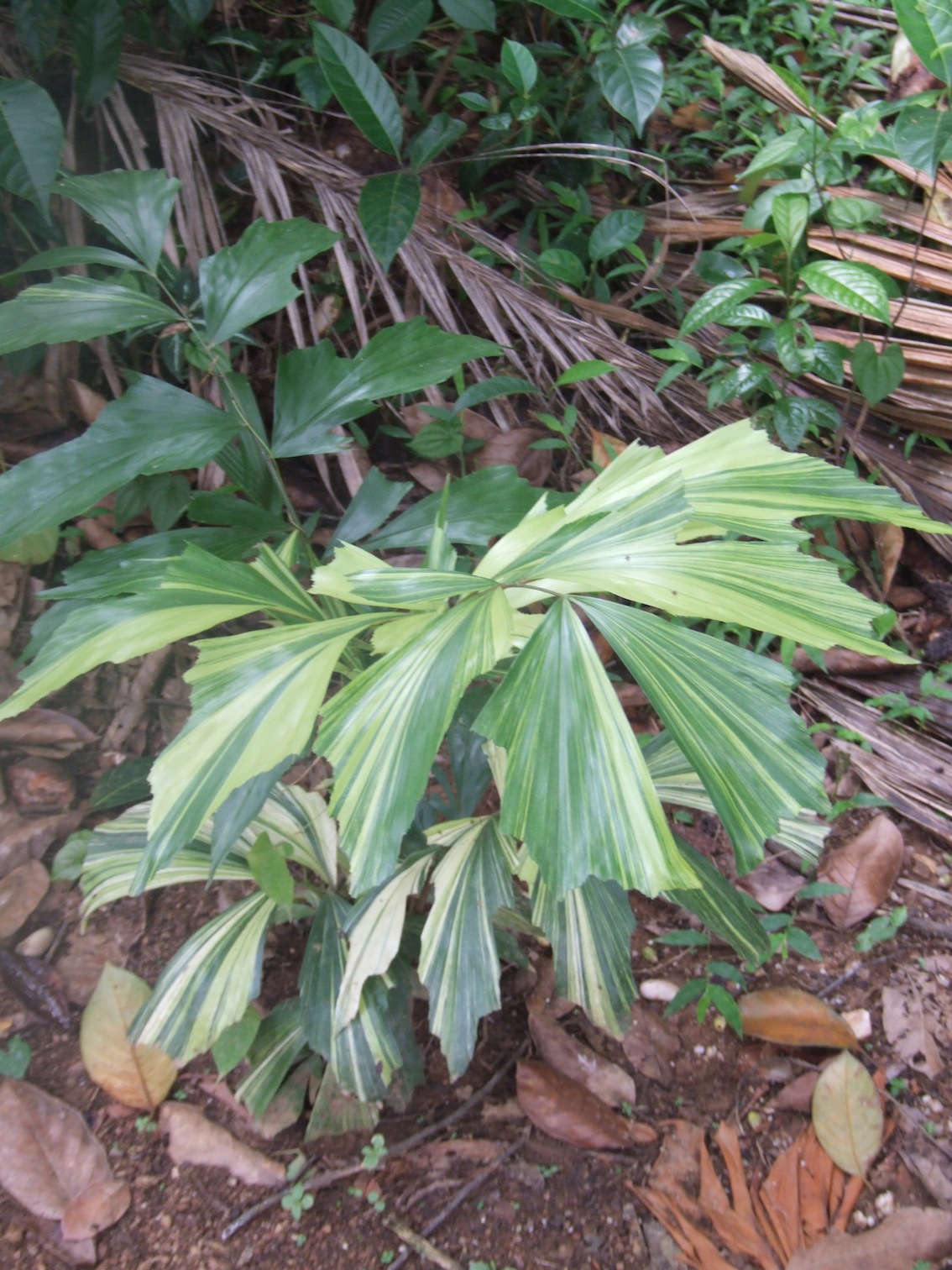 Caryota mitis 'variegata' - DISCUSSING PALM TREES WORLDWIDE - PalmTalk