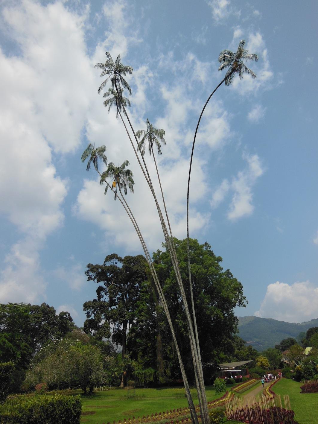 Oncosperma in Peradeniya
