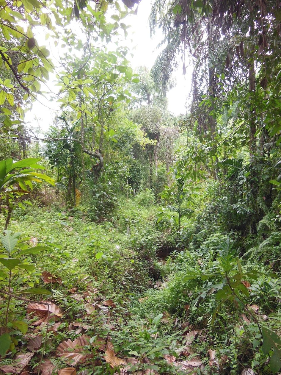 Doranakanda palmetum stream bank
