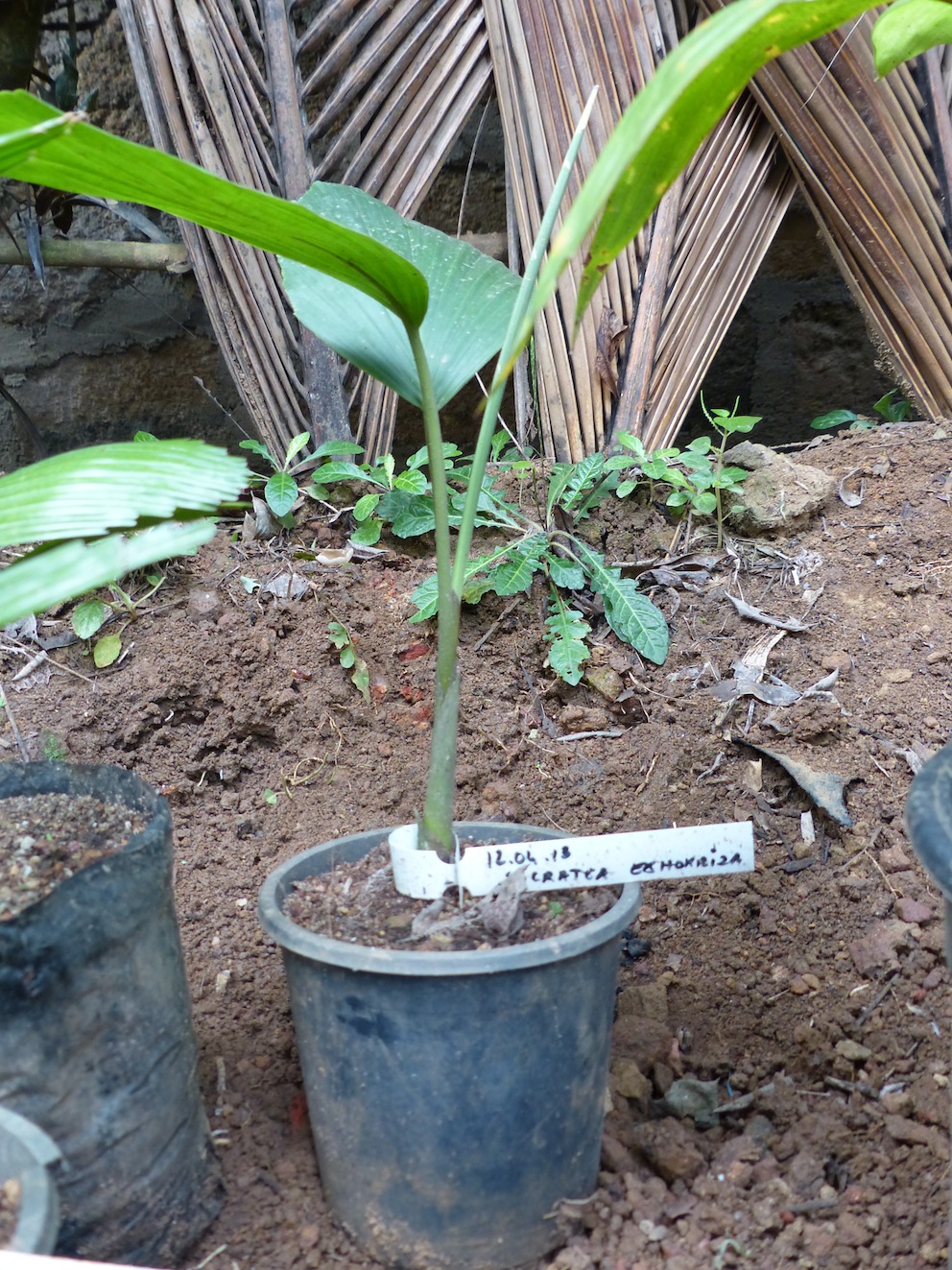 Socratea & Socratea