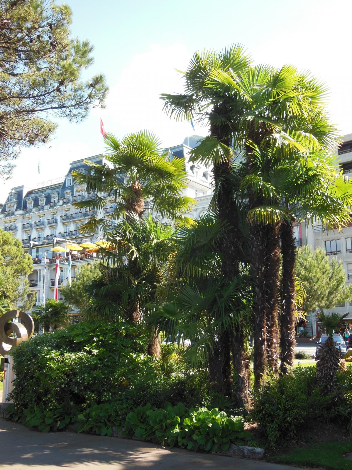 Palmy lakeside in Montreux