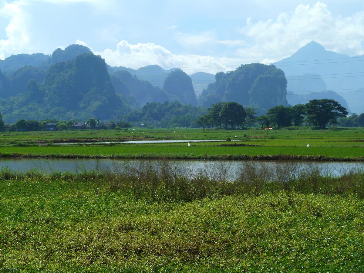 Sulawesi paddy fields