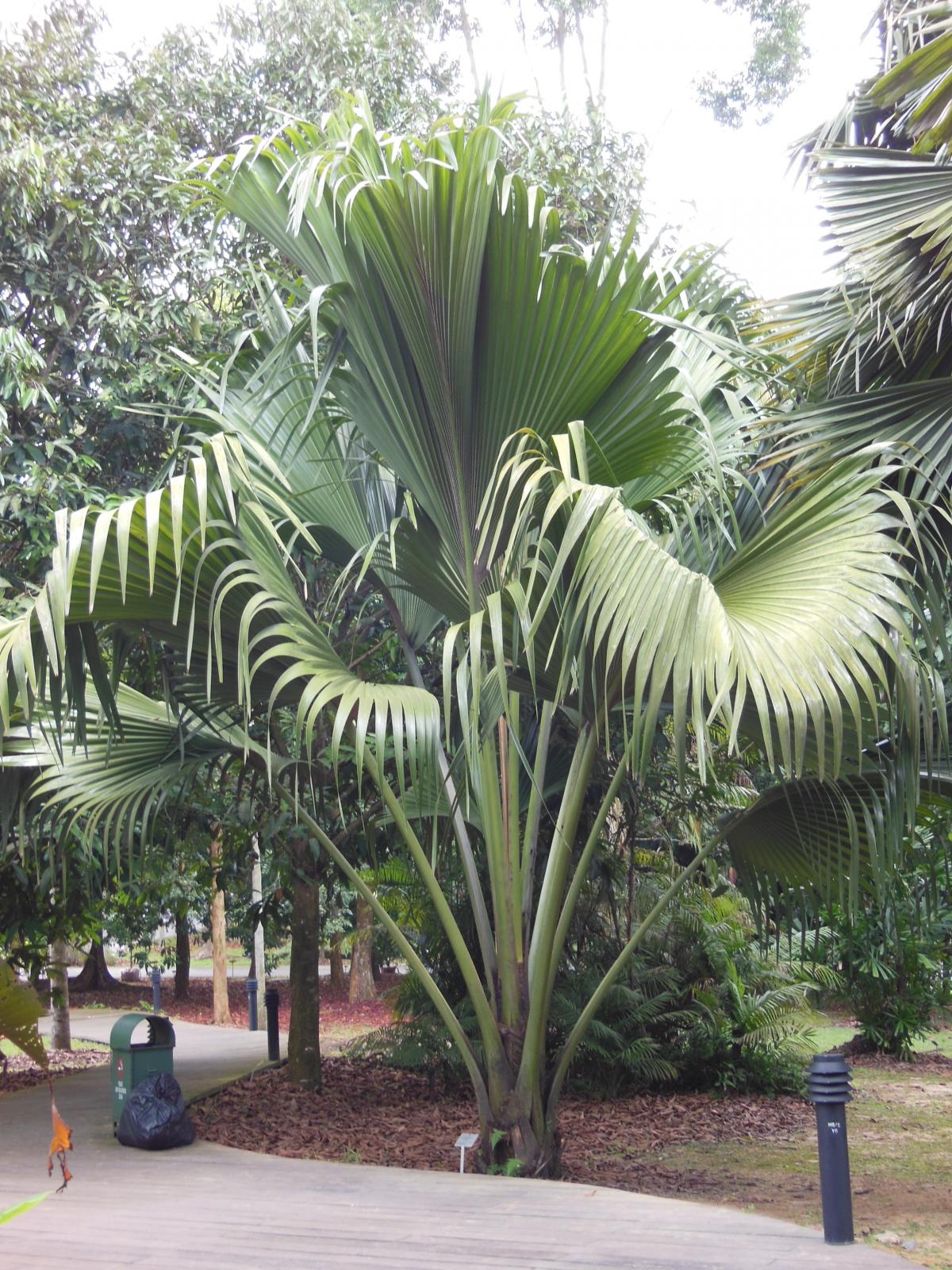 Lodoicea in Singapore