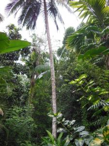 post-6735-0-22846000-1358979092_thumb.jp