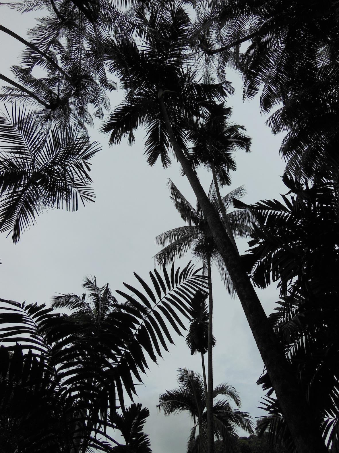 palms in Singapore