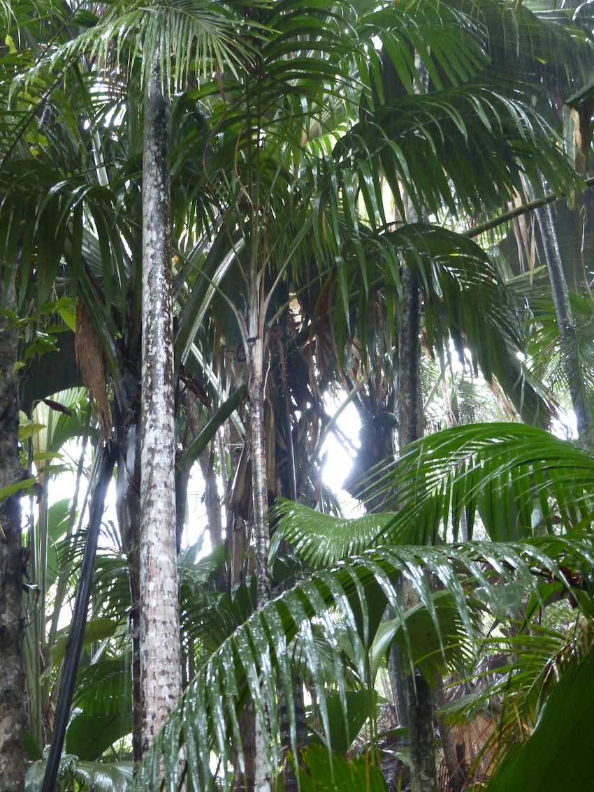 Nephrosperma vanhoutteanum in habitat (Vallée de Mai)