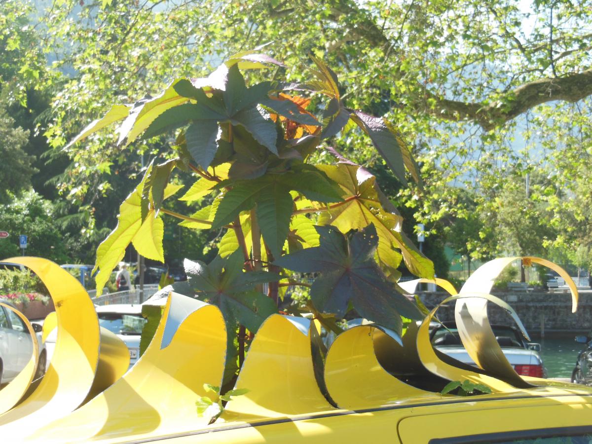 plant a car!