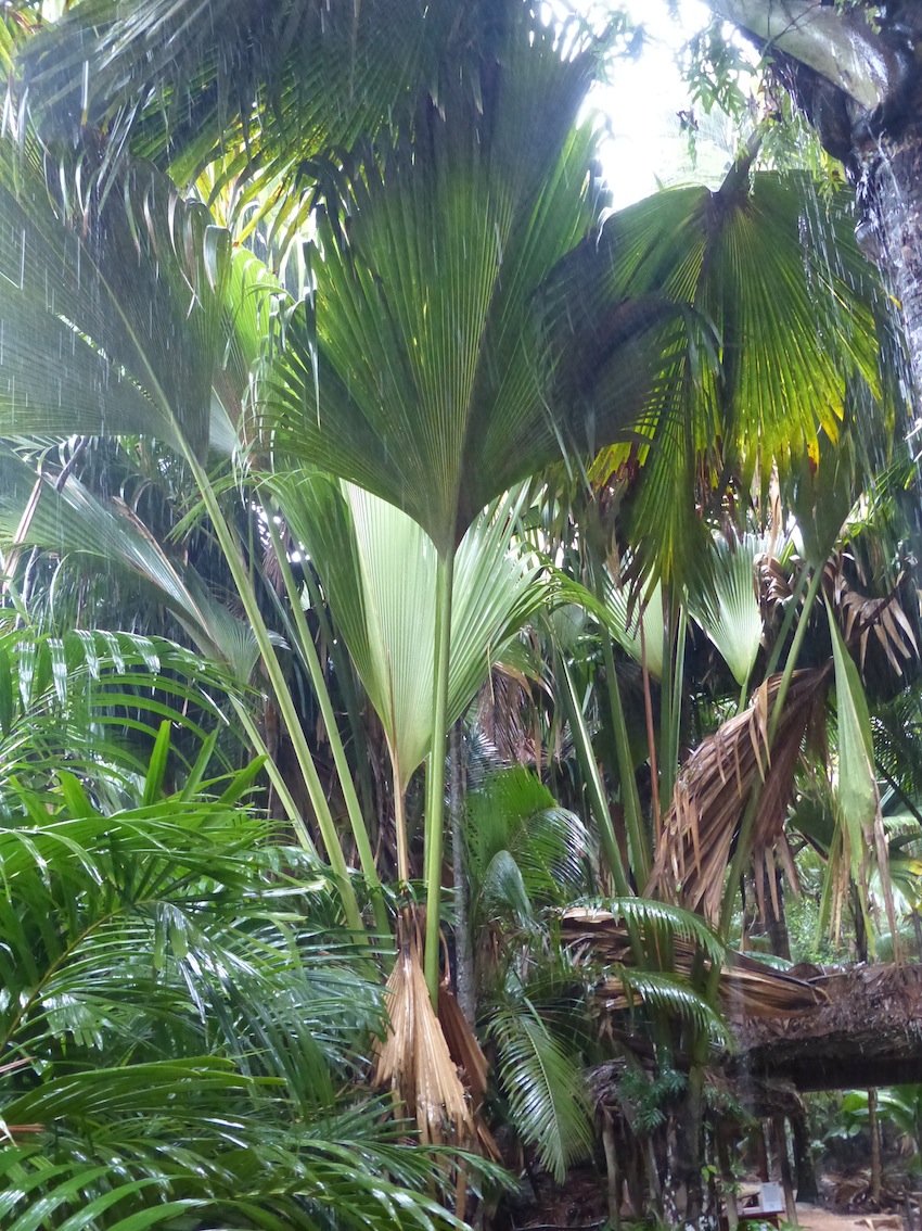 Wild Lodoicea in Praslin