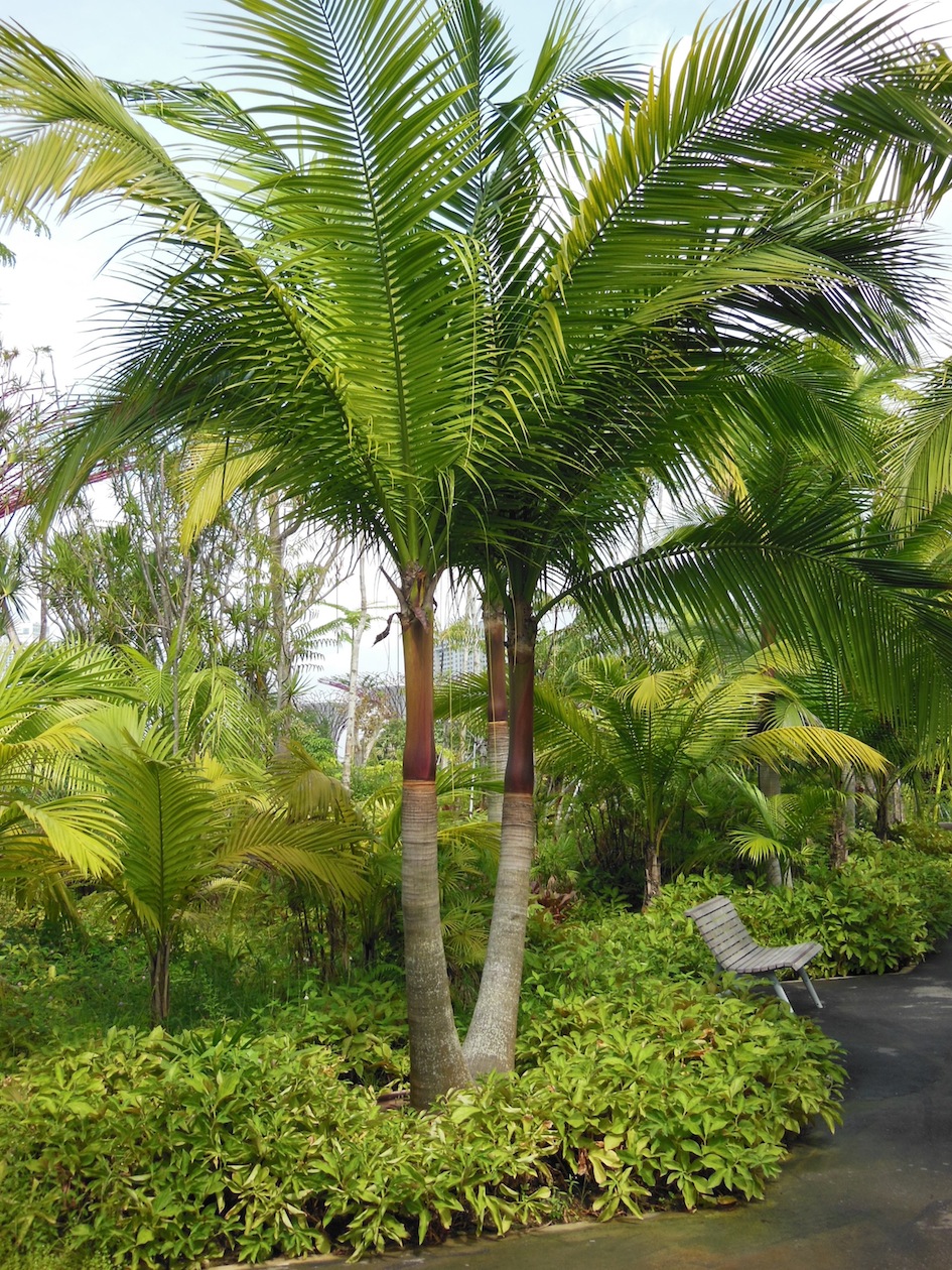 Satakentia in Singapore