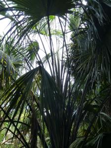 post-6735-0-32517800-1421774995_thumb.jp