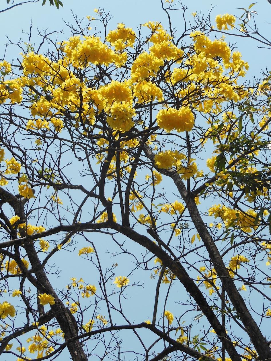 Peradeniya palms canopy