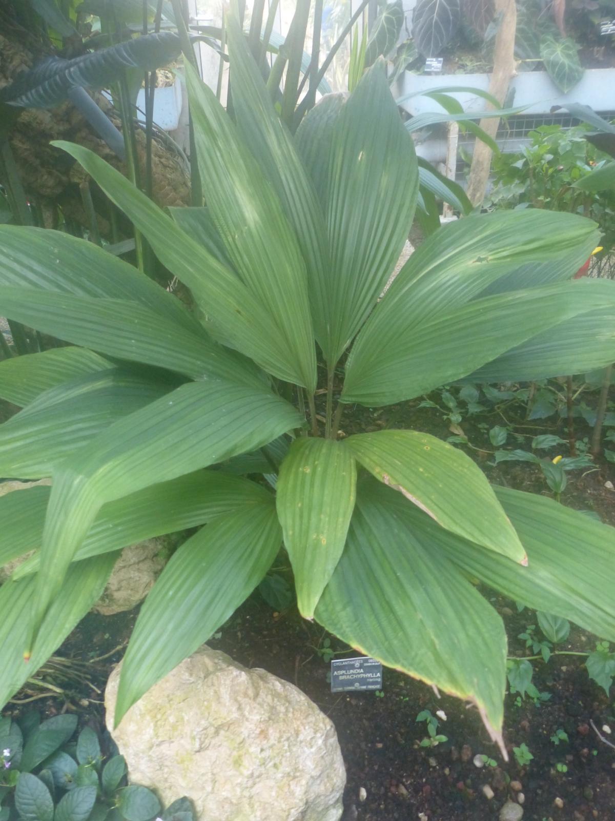 Who is growing Cyclanthaceae? TROPICAL LOOKING PLANTS Other Than