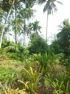 post-6735-0-55348600-1372003878_thumb.jp