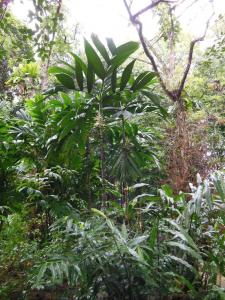 post-6735-0-61942700-1356832373_thumb.jp