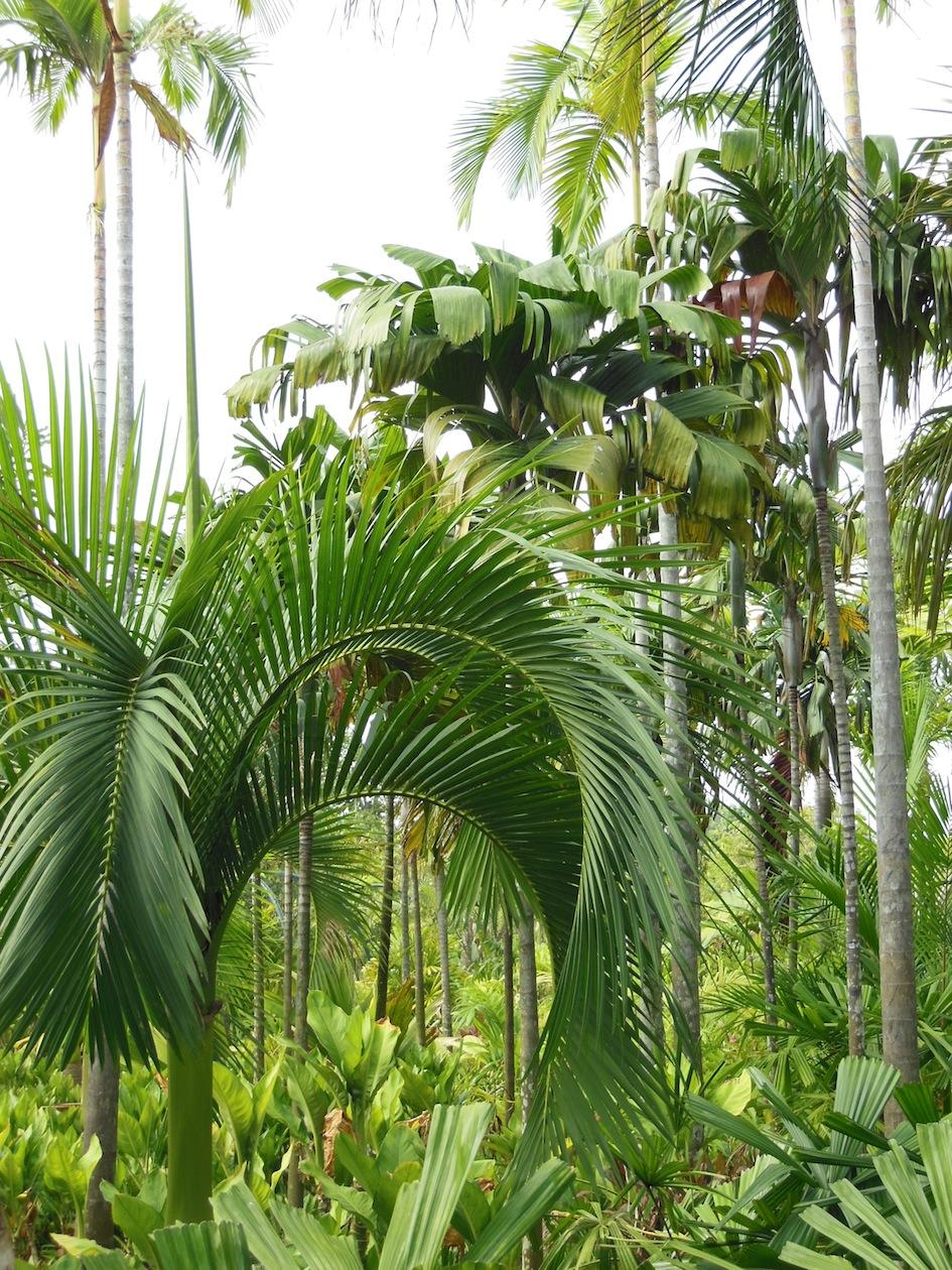 unknown palms in Singapore DISCUSSING PALM TREES WORLDWIDE PalmTalk