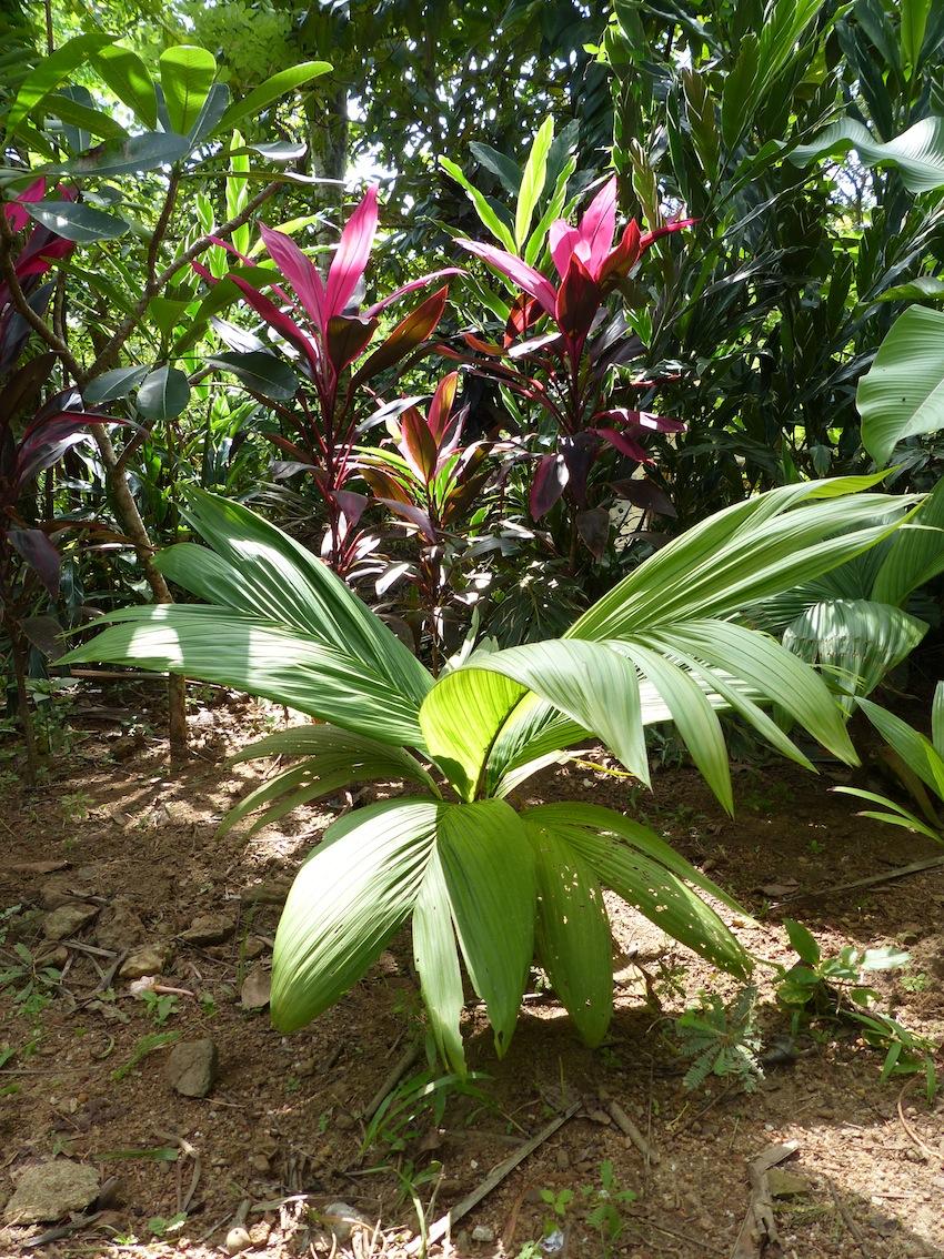 Calyptrocalyx?