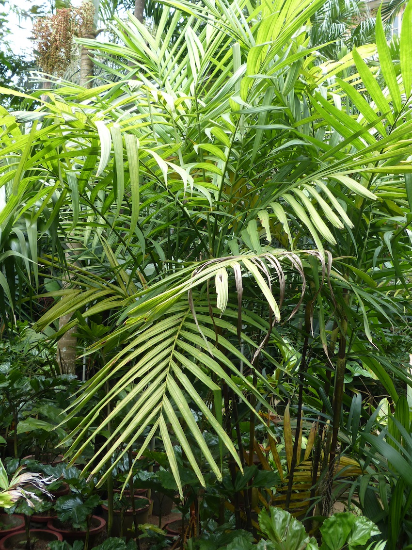 Pinanga ID?