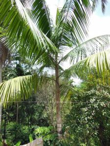 post-6735-0-65869700-1352825867_thumb.jp