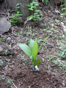 post-6735-0-71621300-1381588444_thumb.jp