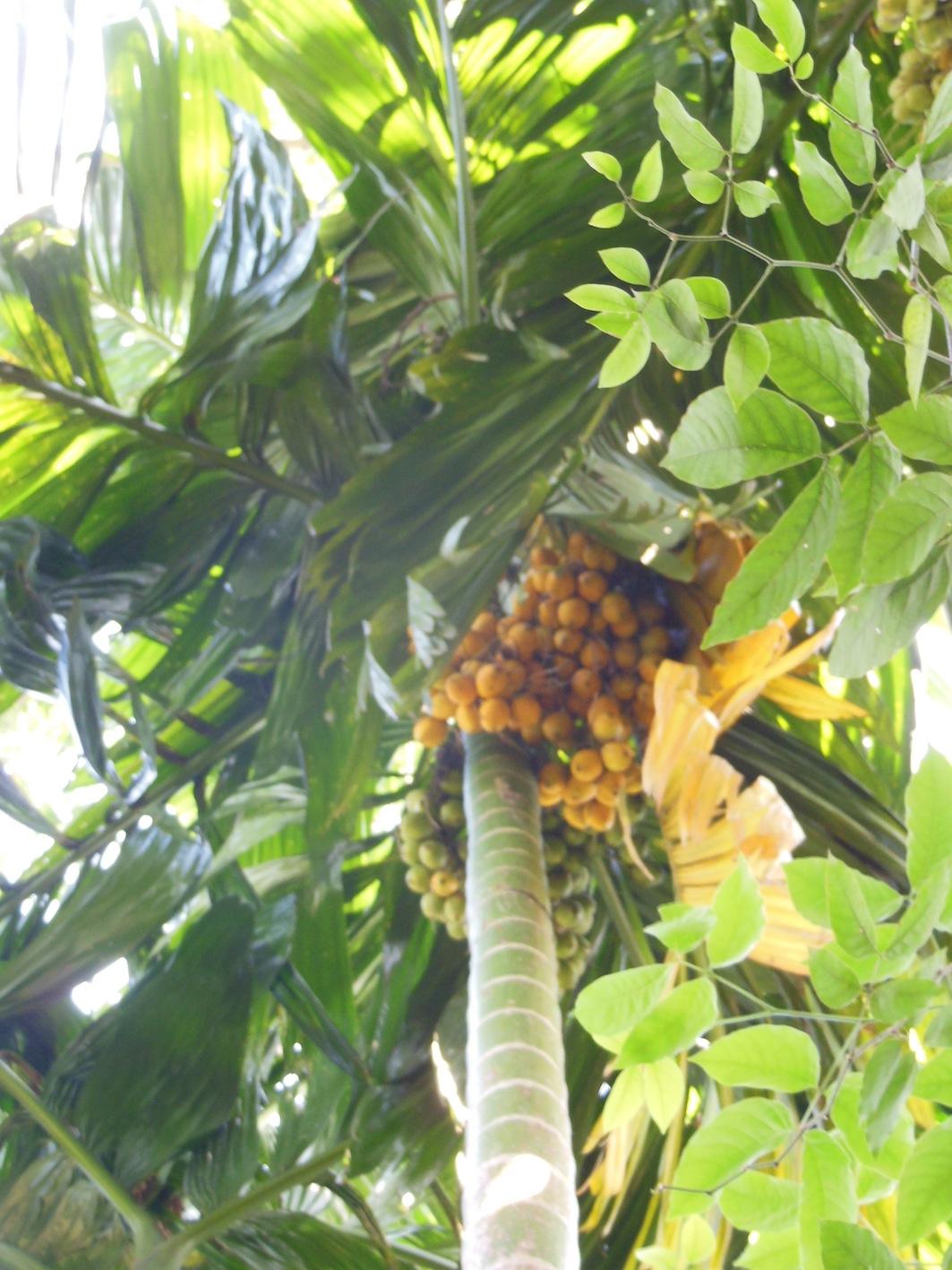 Areca catechu yellow nuts