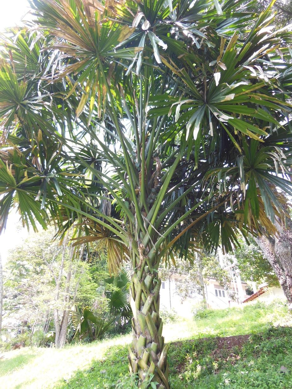 Borassodendron machadonis in Peradeniya DISCUSSING PALM TREES