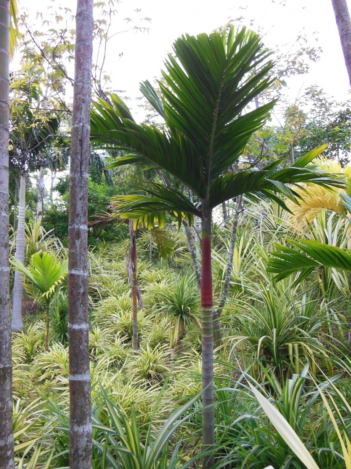 ARECA ID?