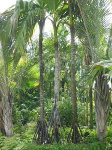 post-6735-0-78613700-1378531319_thumb.jp