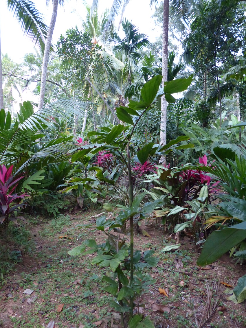 Hydriastele in Doranakanda morning garden