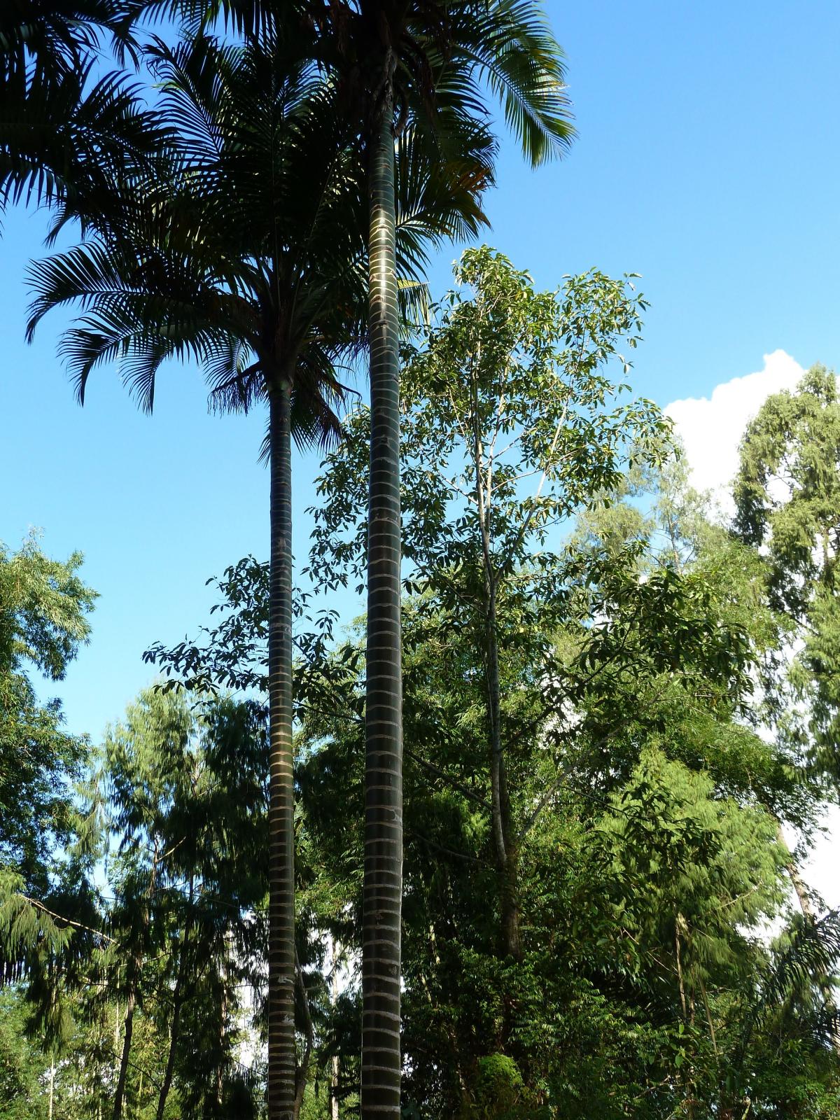 Sulawesi, Palm ID?????