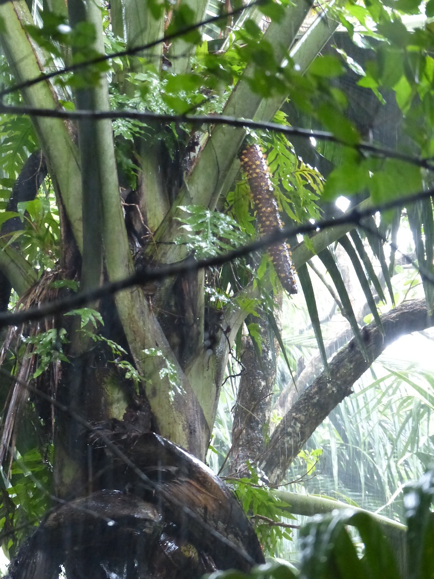 heavy rain in the rainforest of Vallée de Mai